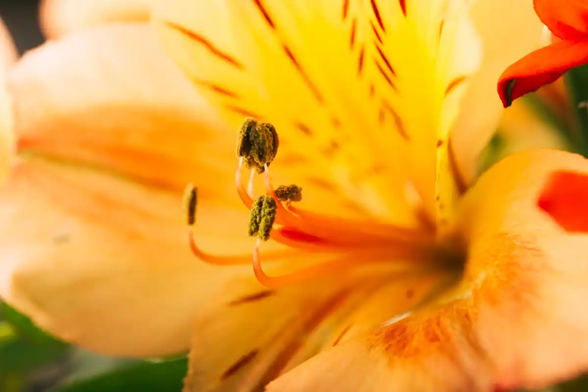 beetle pollinating flower closeup Netherlands garden
