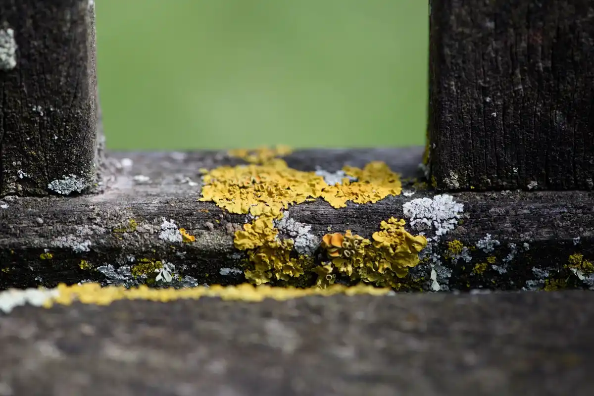 bee decline impact Netherlands