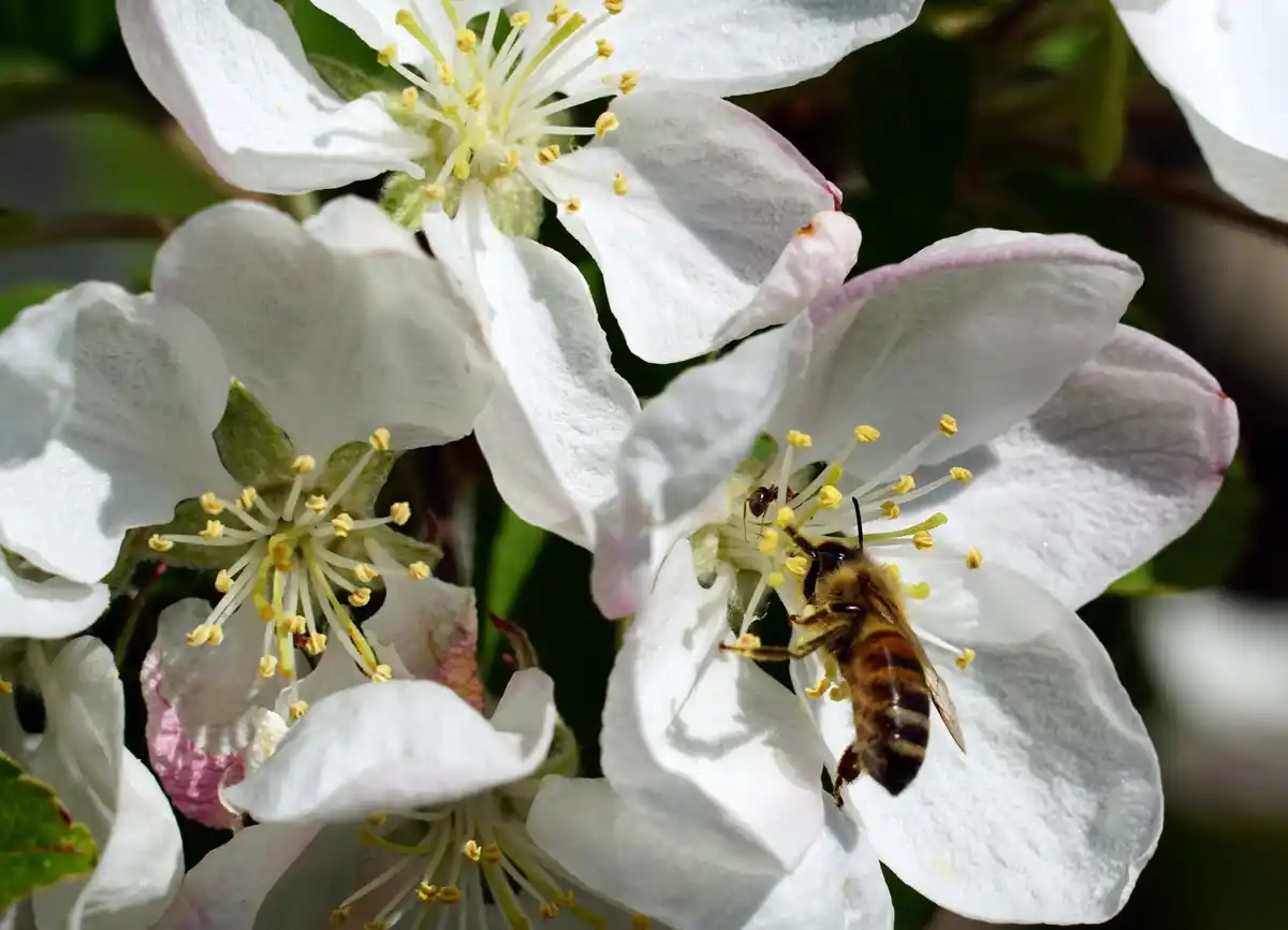 bee pollination on apple blossom Netherlands