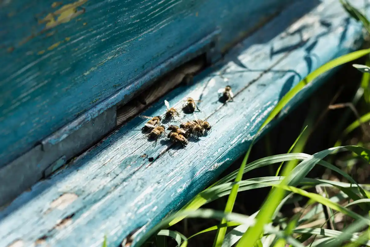 empty beehive abandoned Netherlands macro