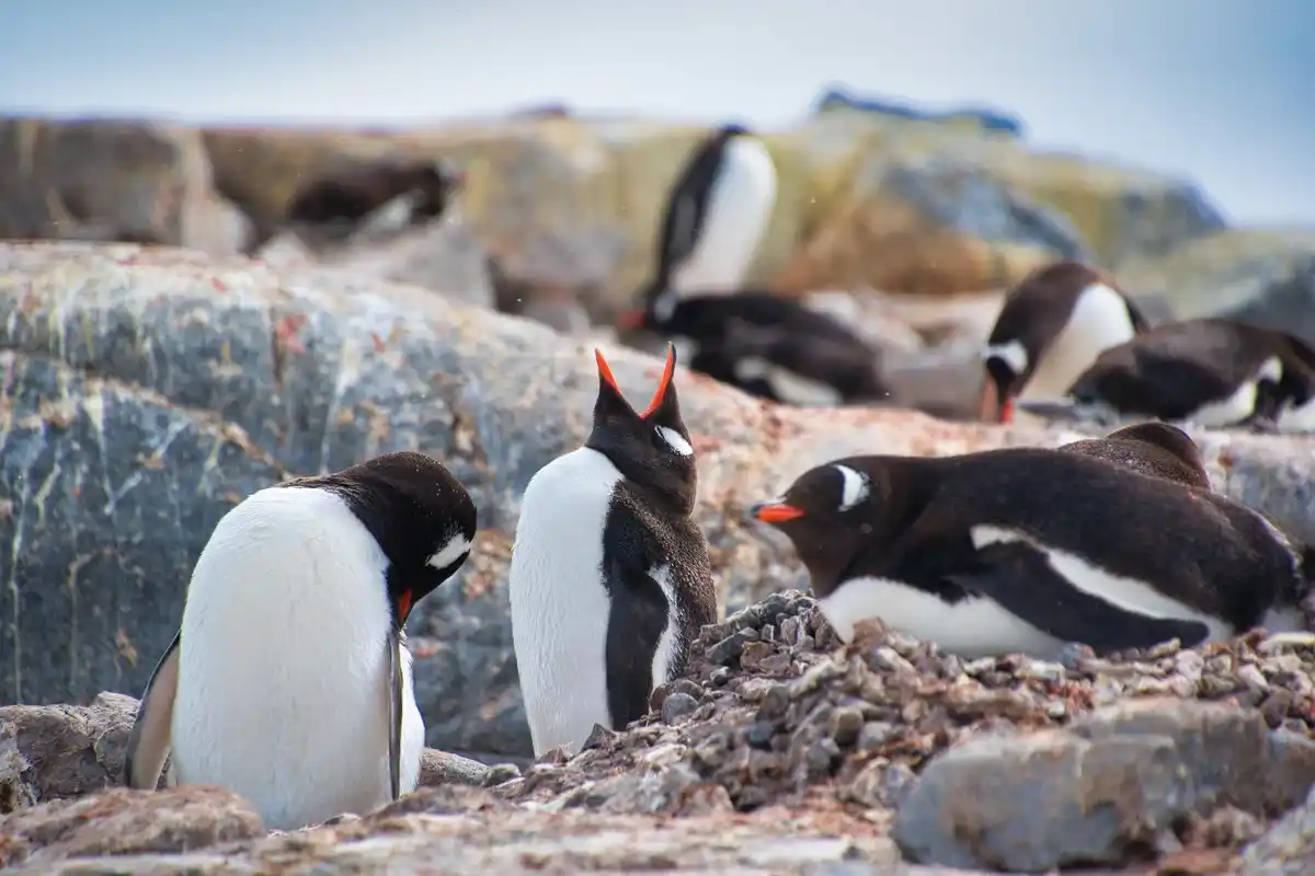 penguin huddle extreme cold antarctica