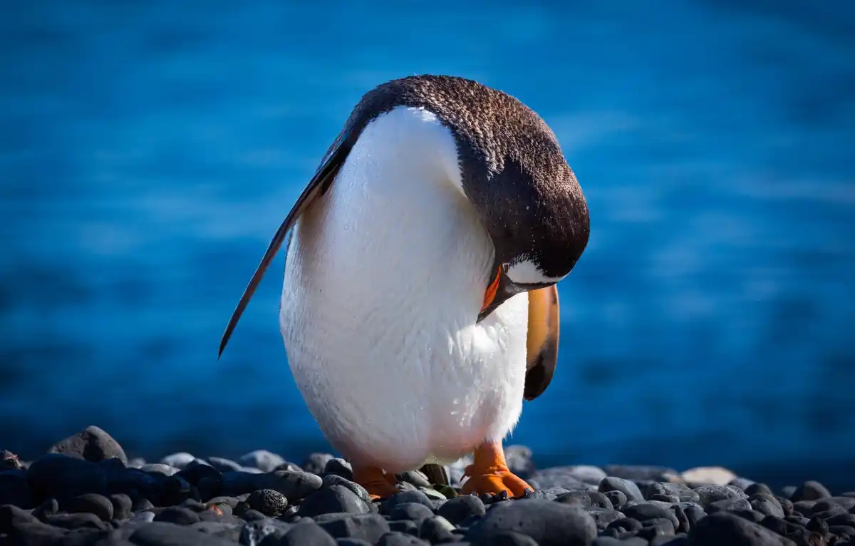 penguin feathers macro closeup antarctica