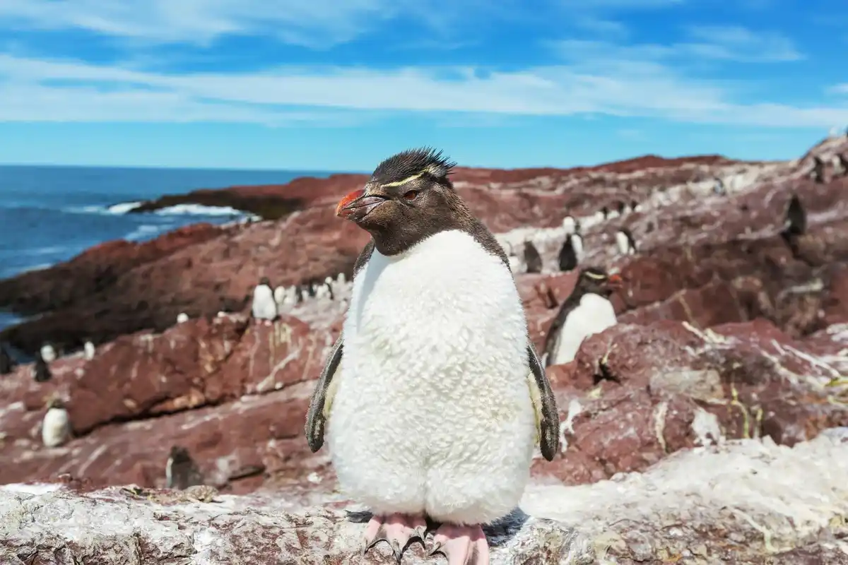 penguin huddle blizzard antarctica survival