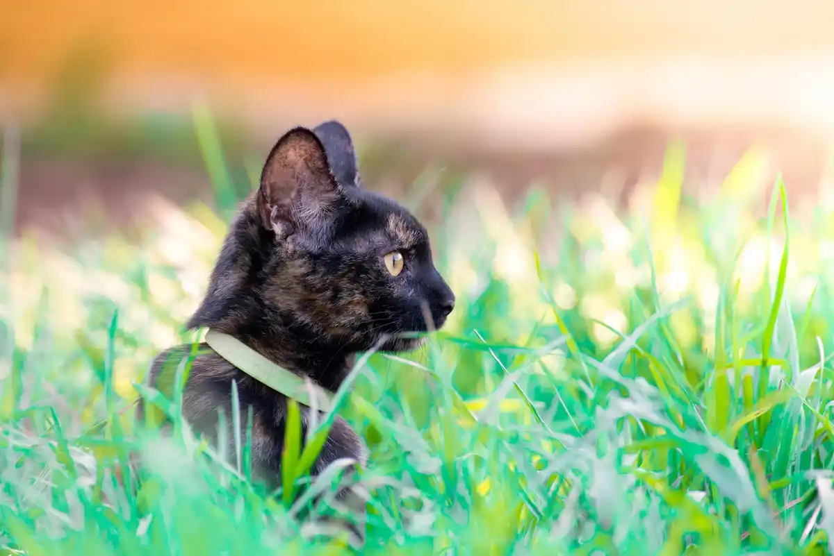 domestic cat hunting at night in urban dutch street