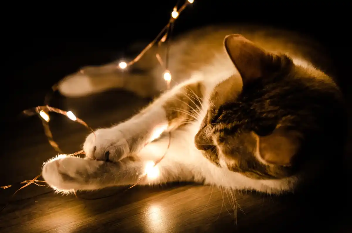 Dutch cat hunting in the night street