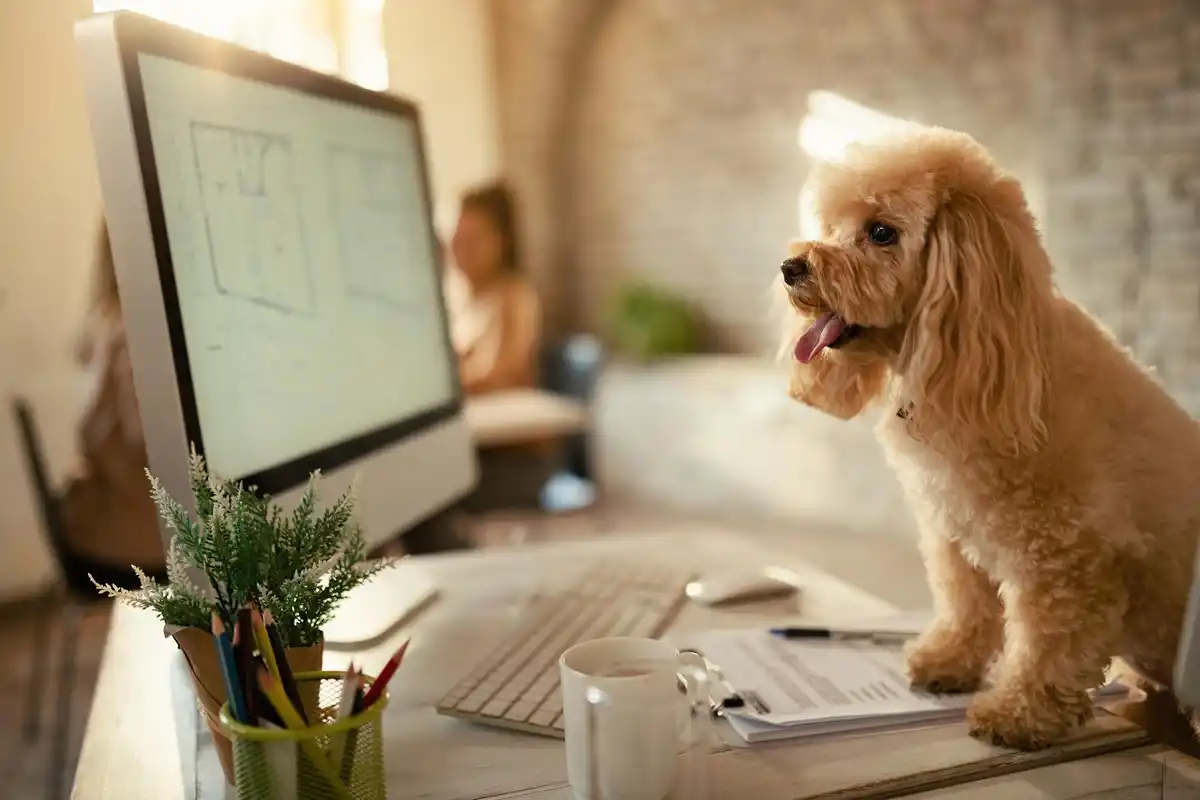 dog cat intelligence research