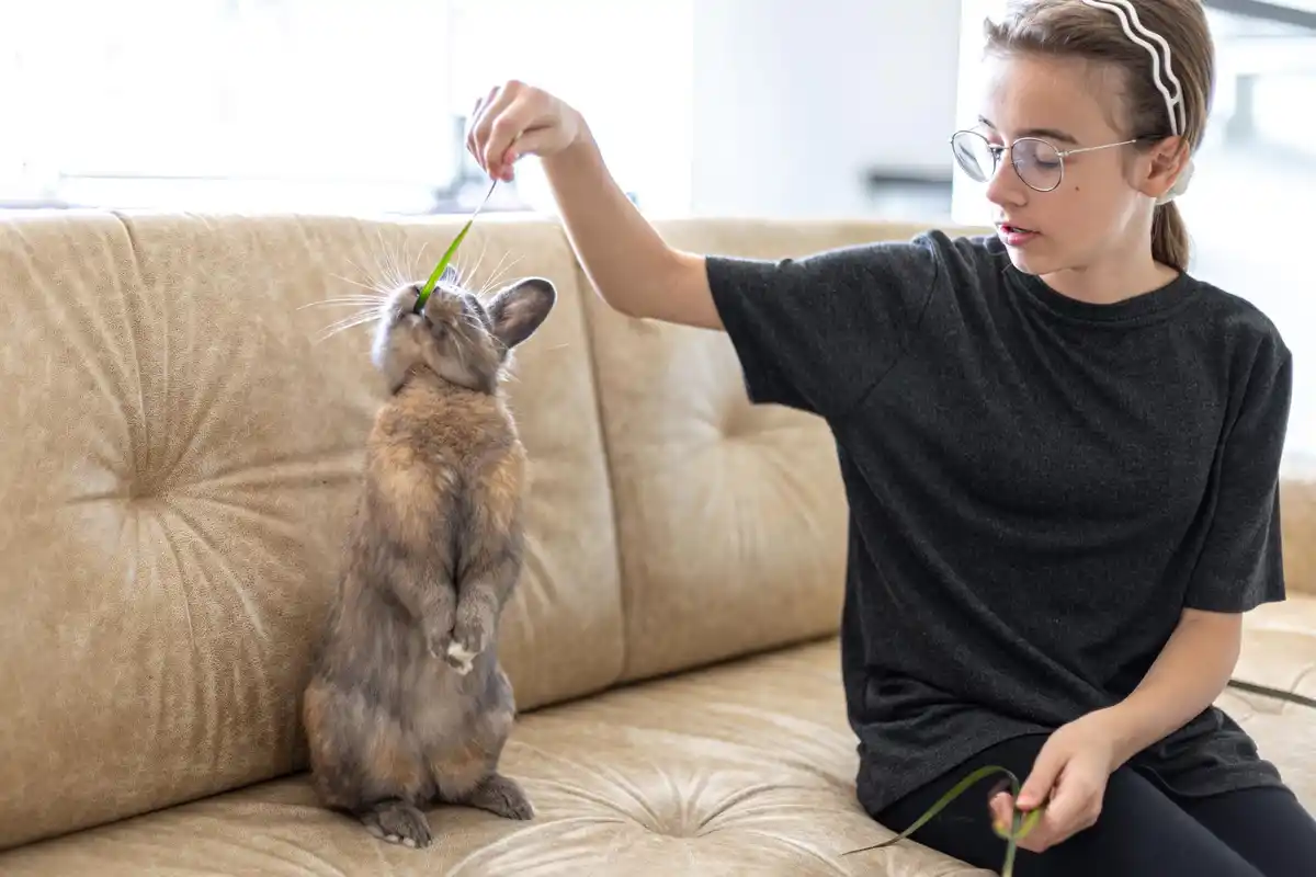 hond en kat slimheid experiment