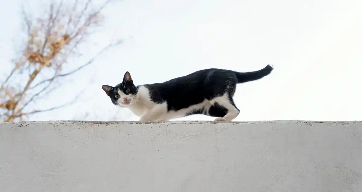 kat slimheid huis omgeving