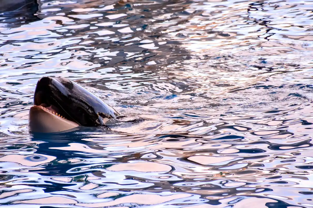 dolphin signature whistle animal communication