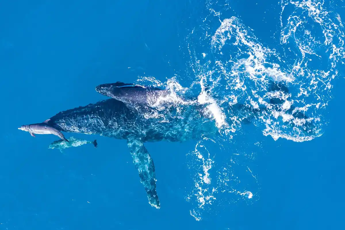 dolphin communication underwater sound signature whistle