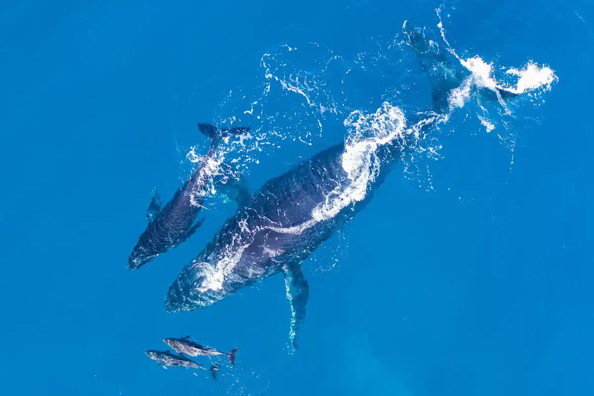 dolphin group social interaction ocean