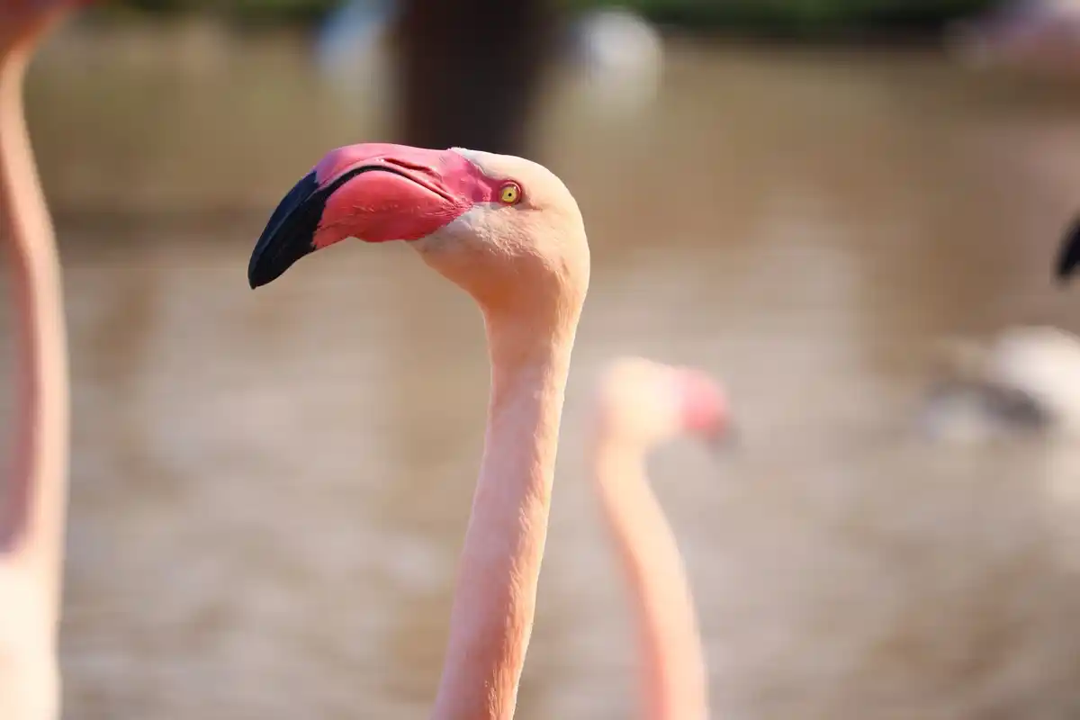 flamingo standing on one leg closeup