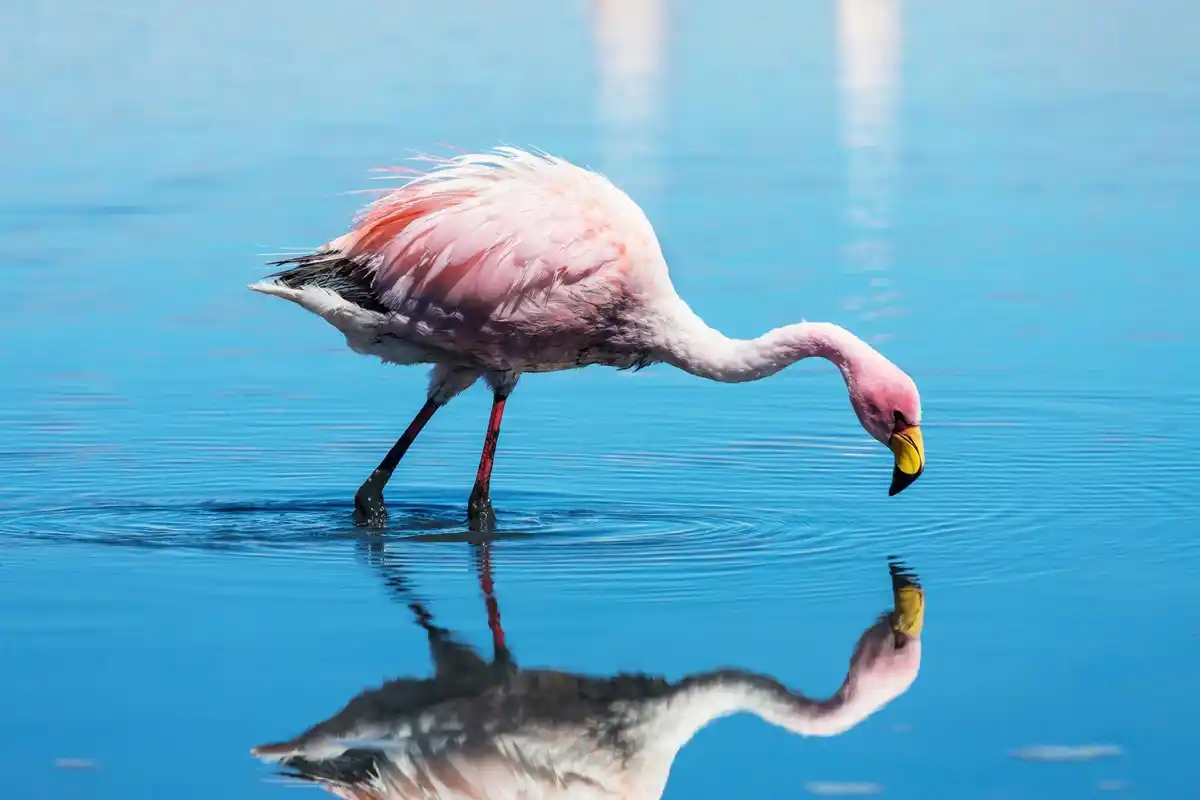 flamingo standing on one leg water reflection closeup