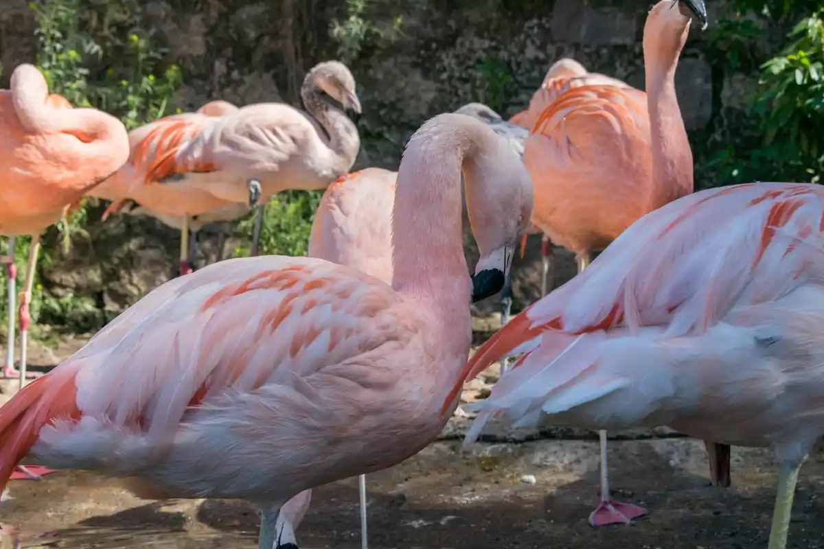 flamingo flock cold water sleeping posture dutch nature