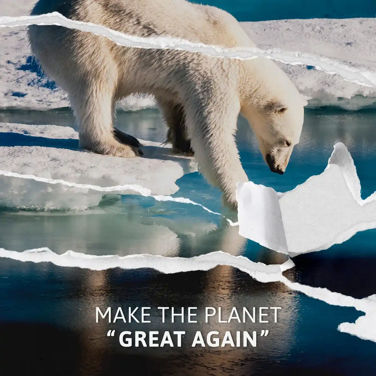 polar bear adaptation to climate change, arctic summer survival