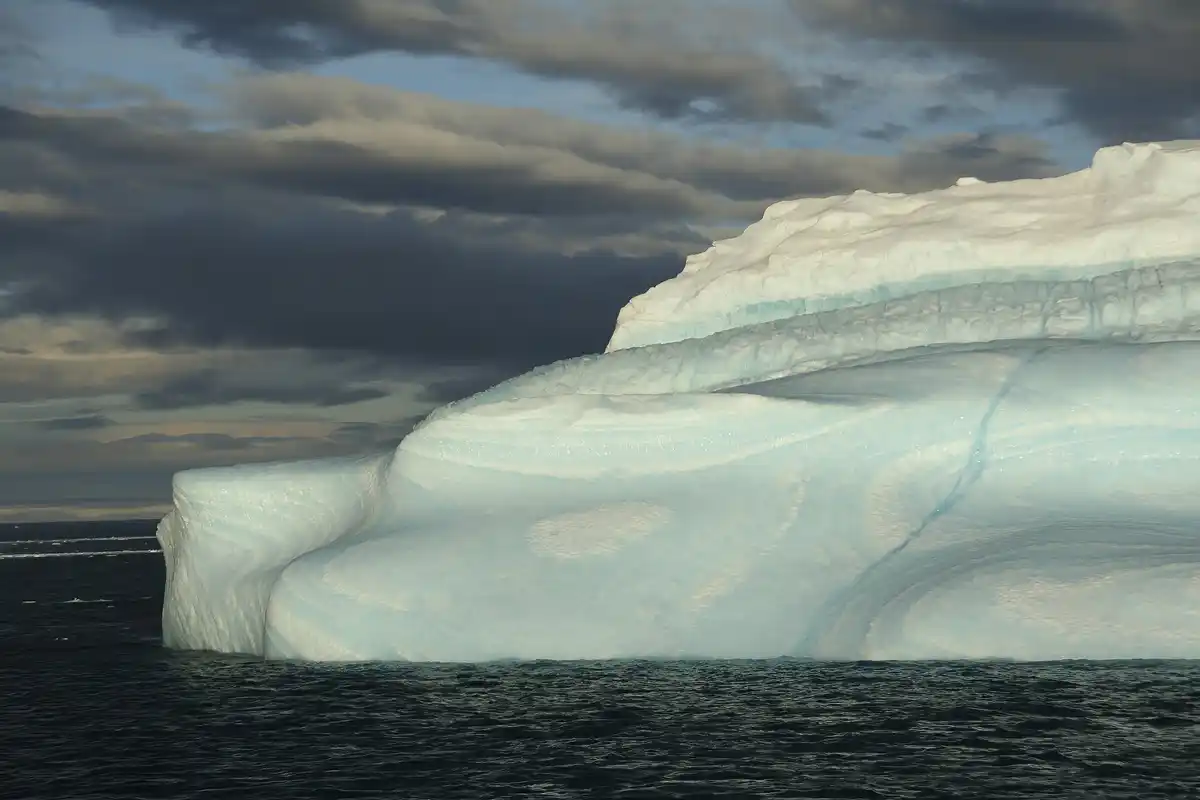 polar bear climate change adaptation arctic