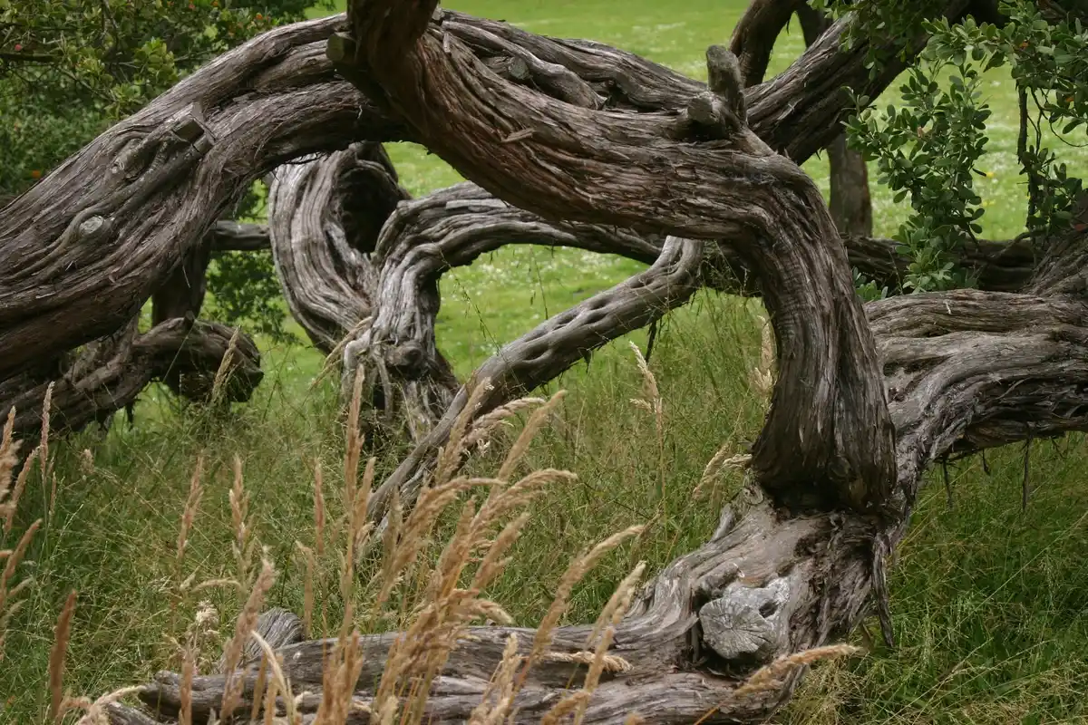 Dutch juniper tree dry landscape