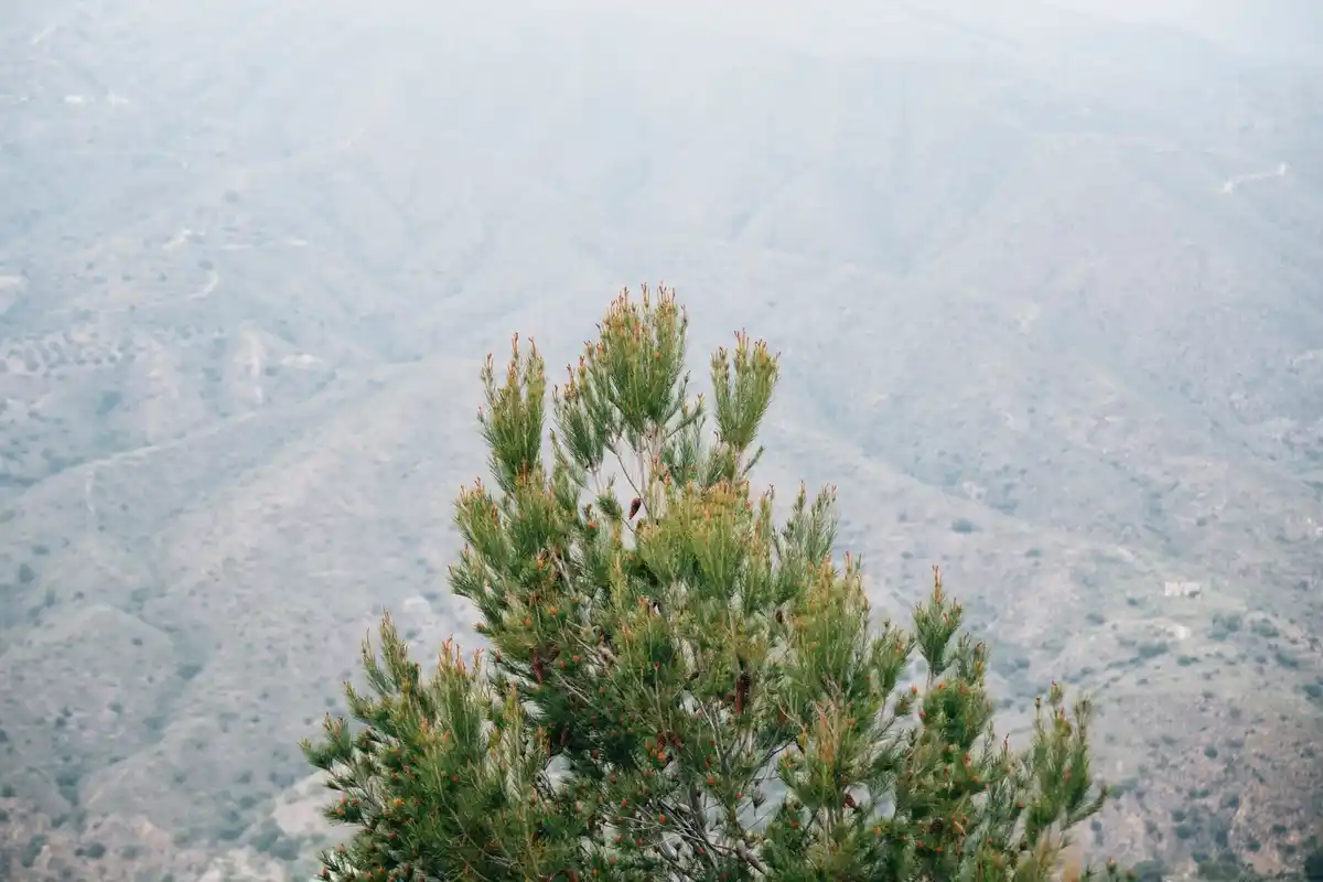 Dutch juniper tree dry landscape close up centuries old