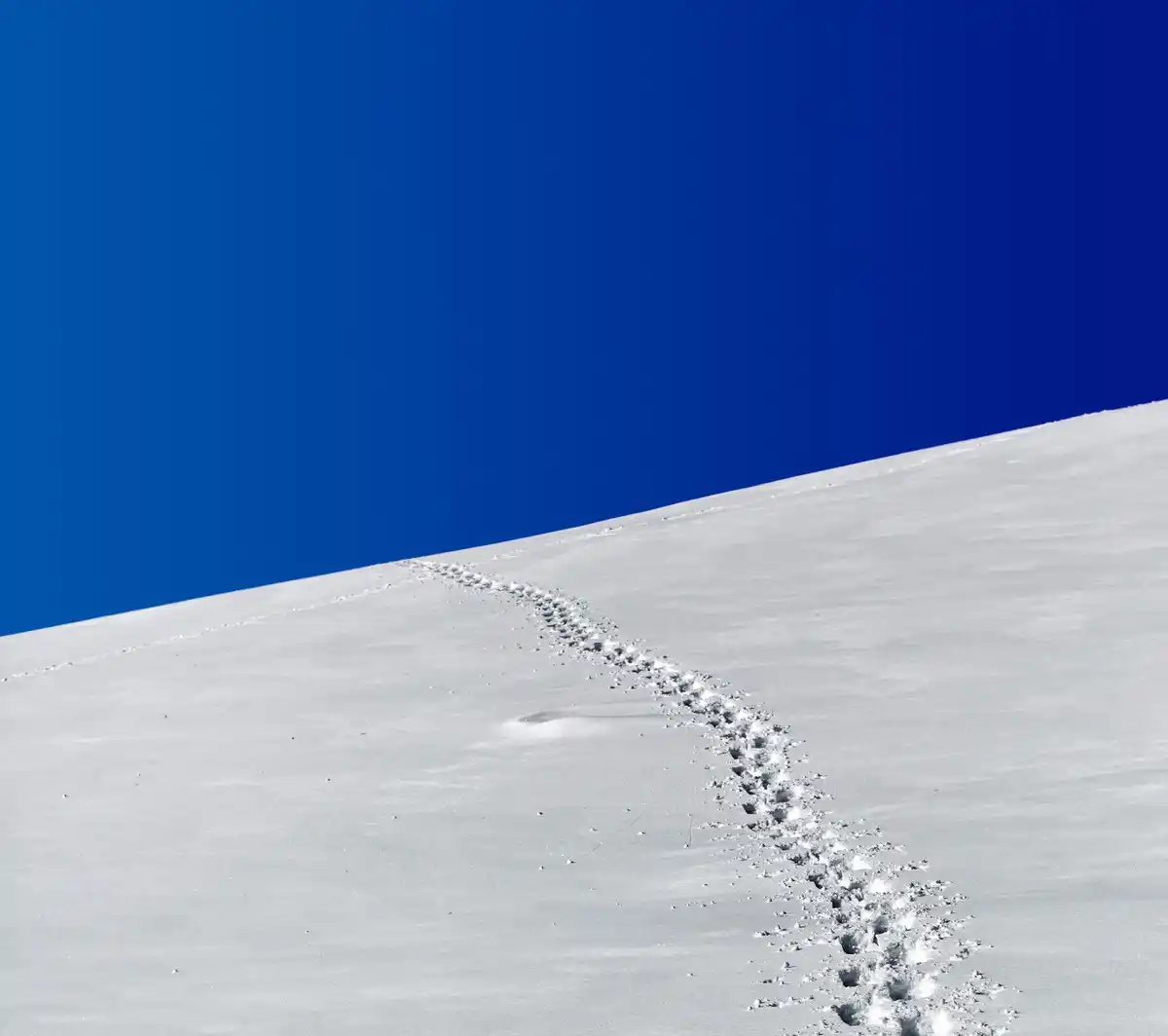 emperor penguin feet close up snow cold
