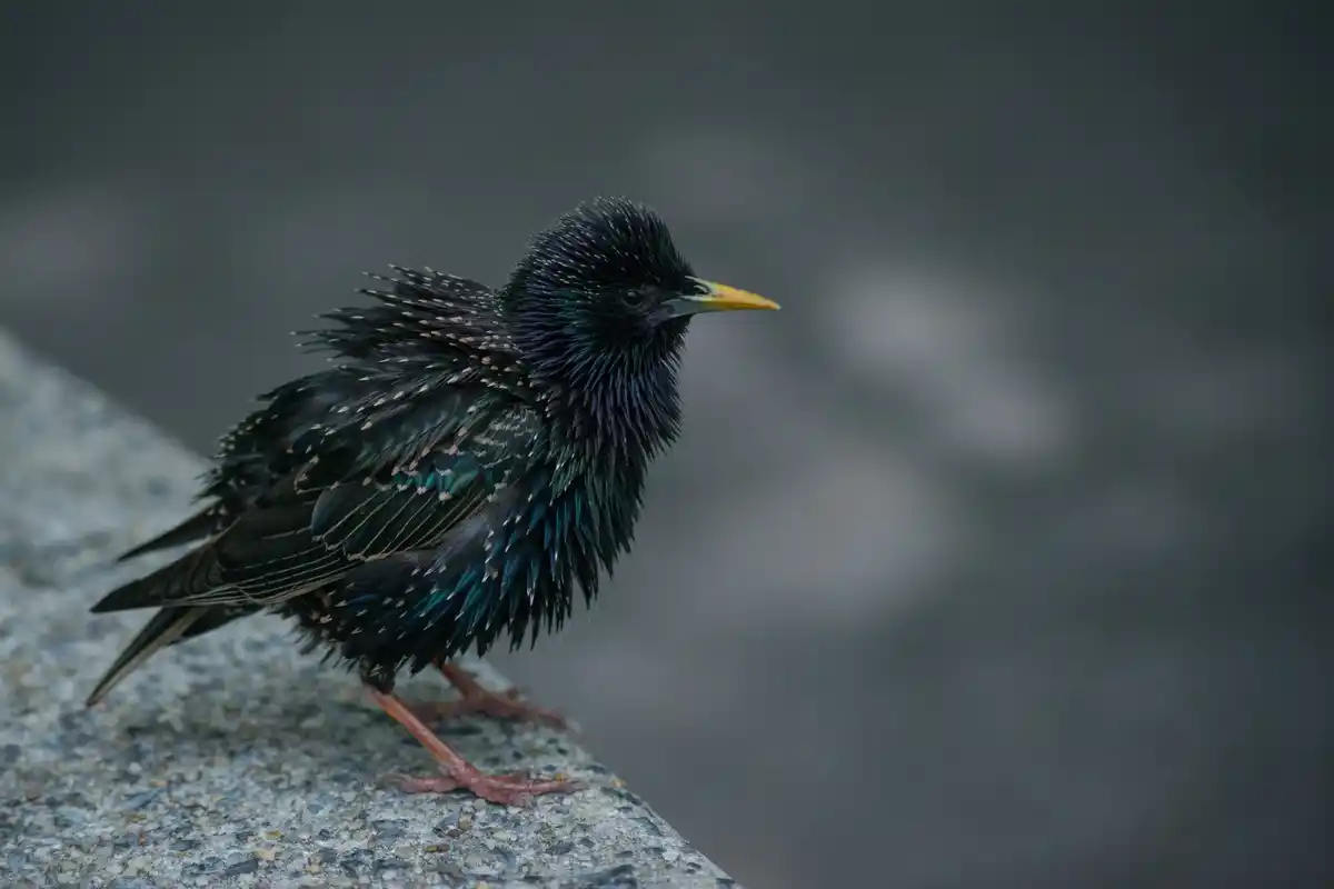 dutch starling urban area mimicry