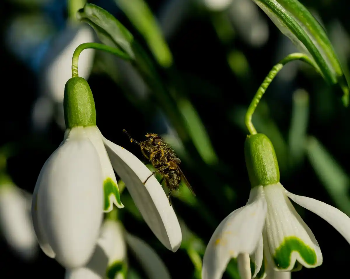busy bee colony pollination Netherlands