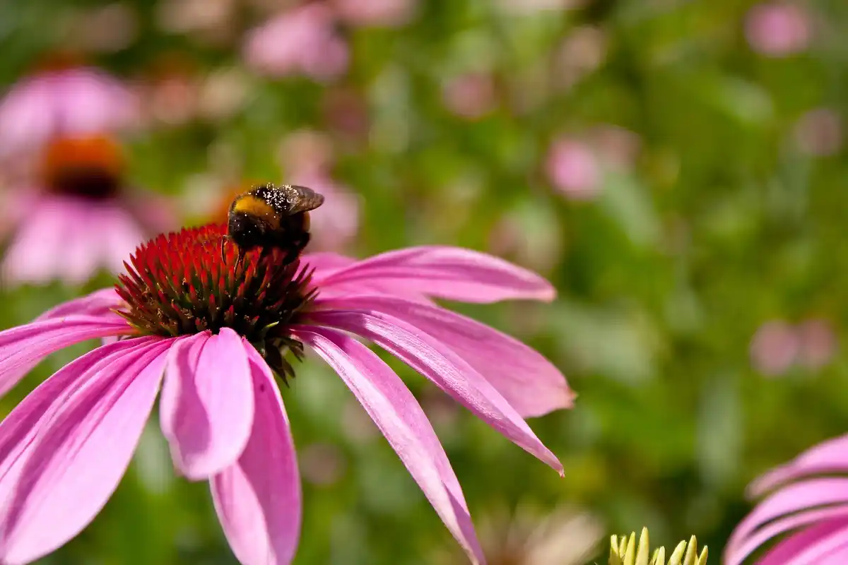 Dutch wildflower meadow bees