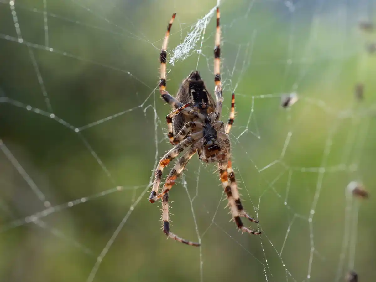 dutch house spider in living room