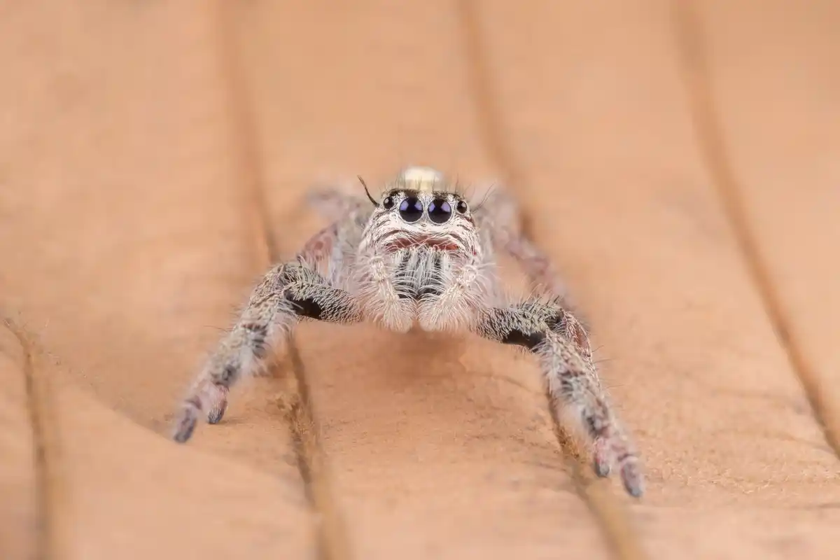 close up Dutch house spider in living room