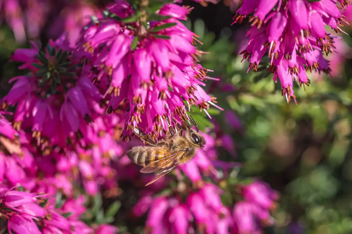 Dutch wildflowers with honey bee close up high resolution