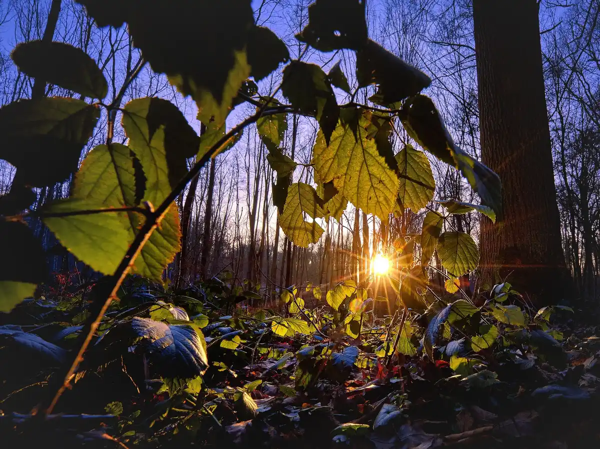 hoge veluwe sunrise nature magic