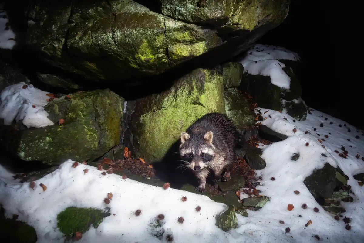 Dutch wildlife winter survival