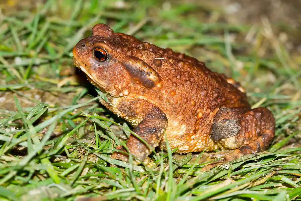 Common toad underground winter Netherlands