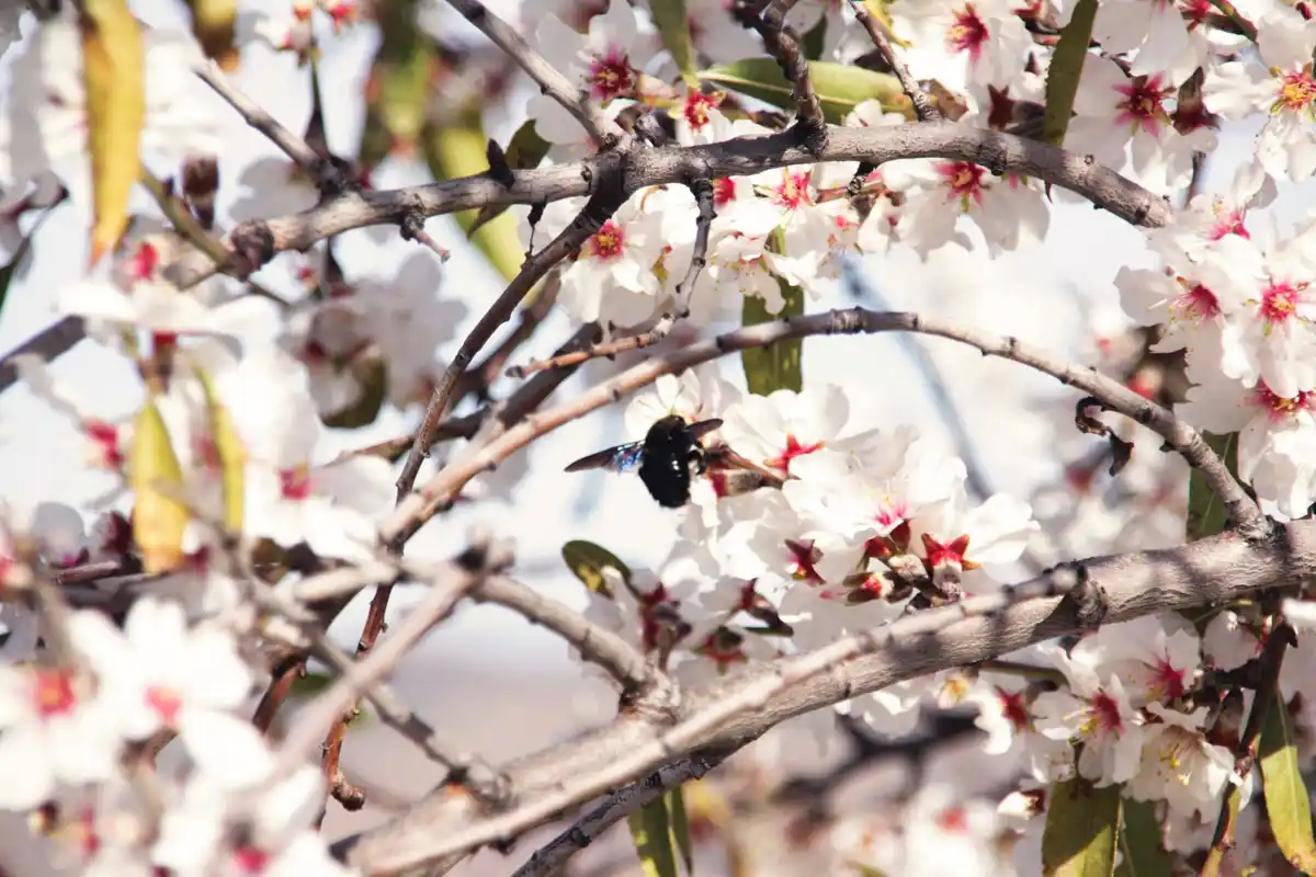 Netherlands bee pollination fruit loss