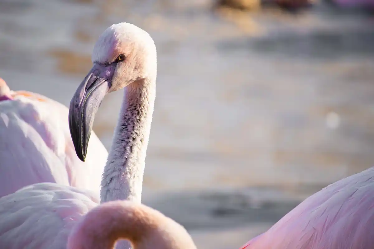 standing flamingo close up with reflection