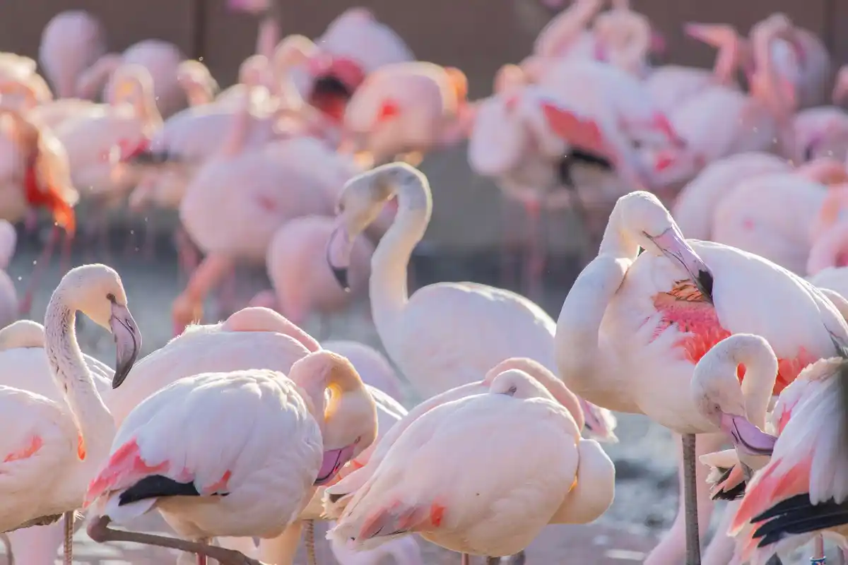 flamingo sleeping one leg group nature pond sunrise