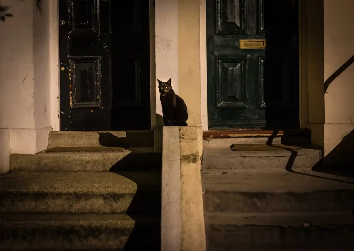 Dutch cat meowing night home window