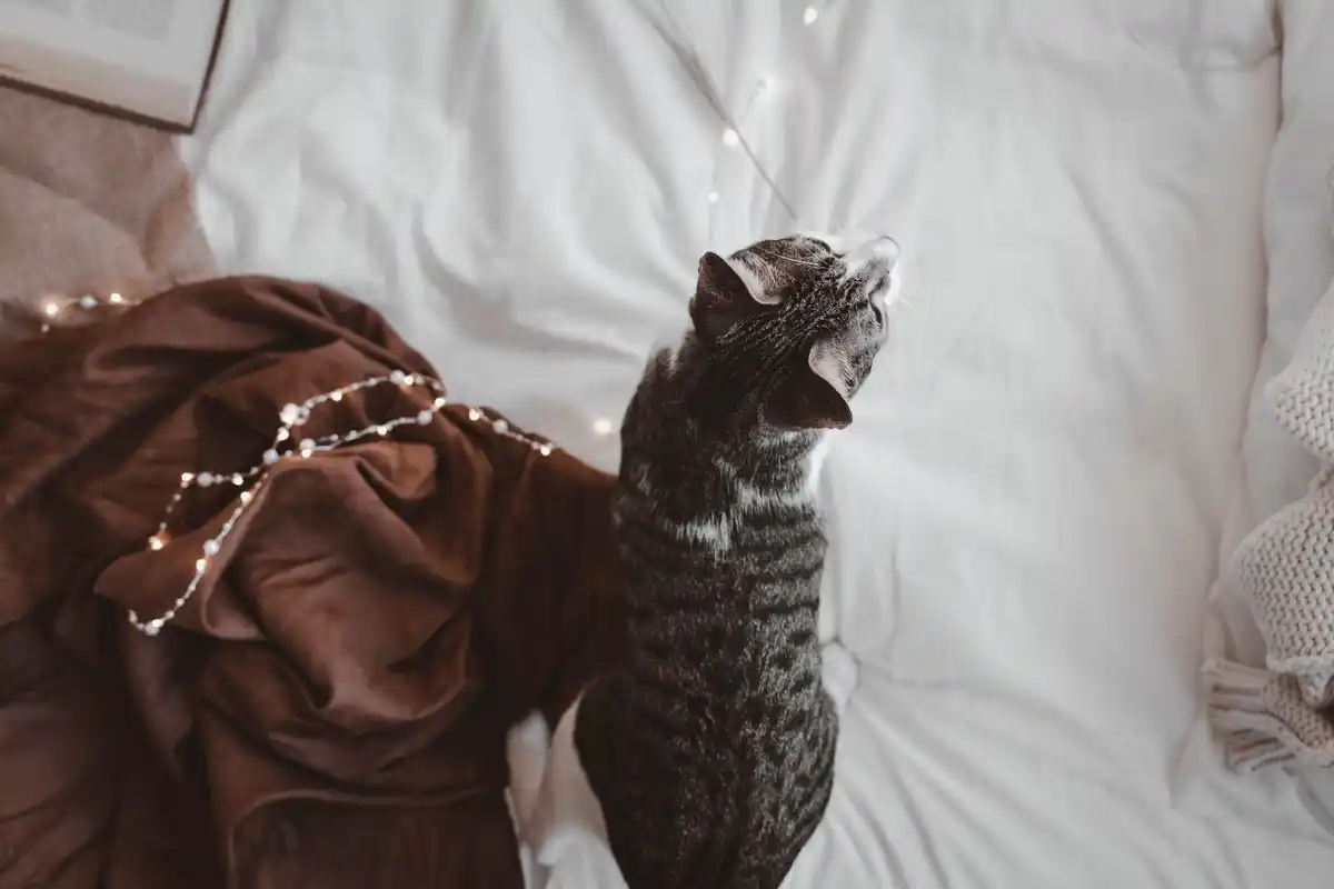 Dutch cat meowing at night, window, streetlight, sleep disturbance, real home setting