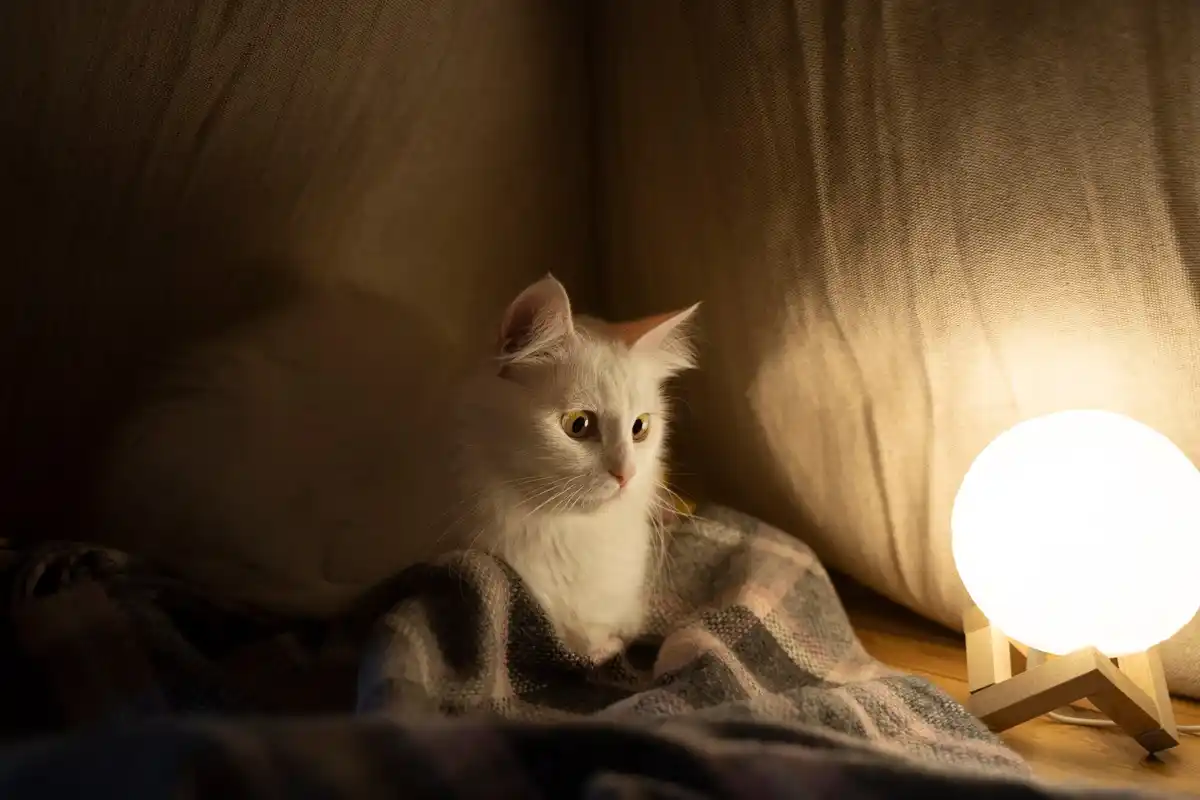 Dutch cat sleeping peacefully at night, living room, cozy, soft light