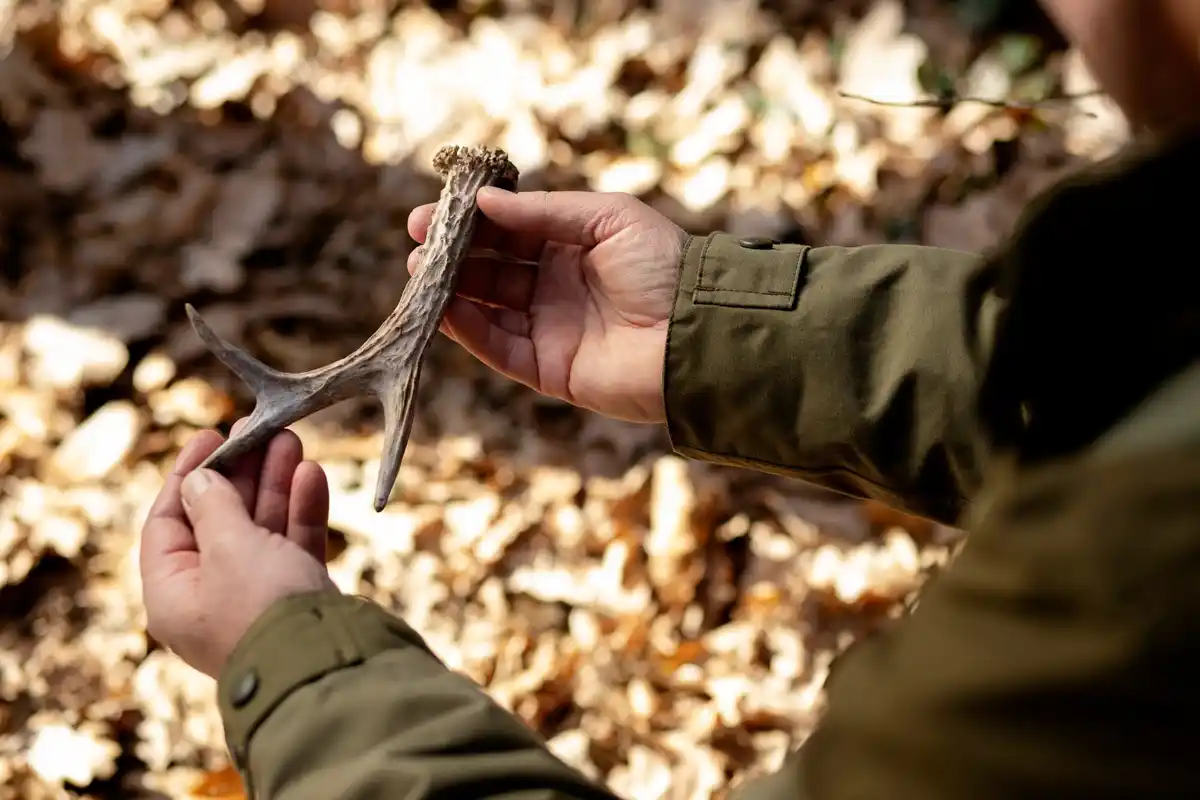 ancient axe tools detail netherlands woods