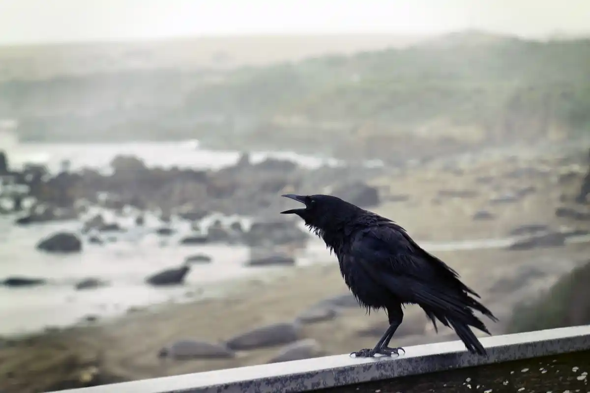 crow using tool netherlands