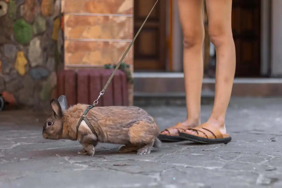 rat urban street netherlands