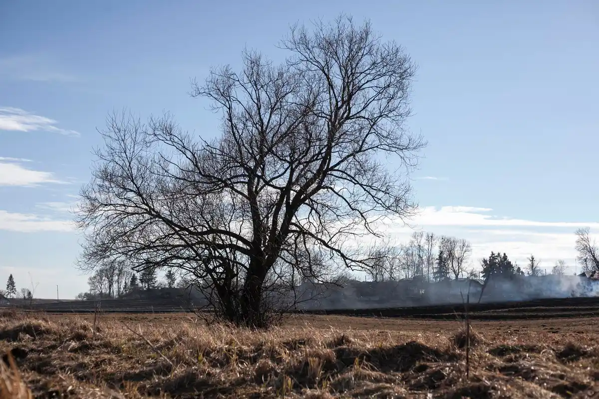 ancient oak tree netherlands autumn