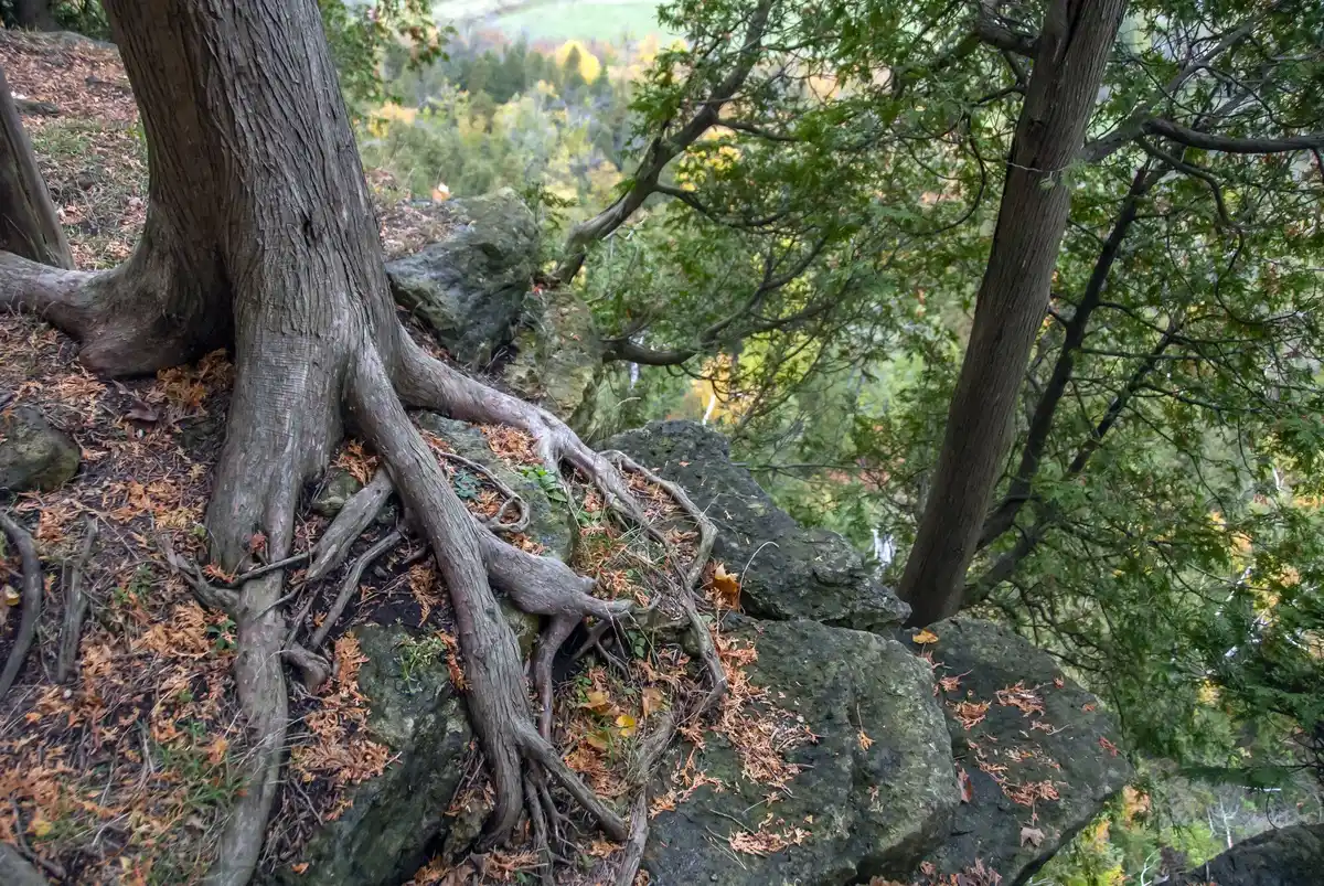 old oak tree root system close up netherlands