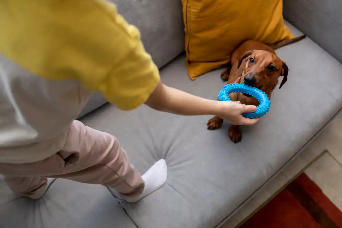 dog mental stimulation activities Netherlands