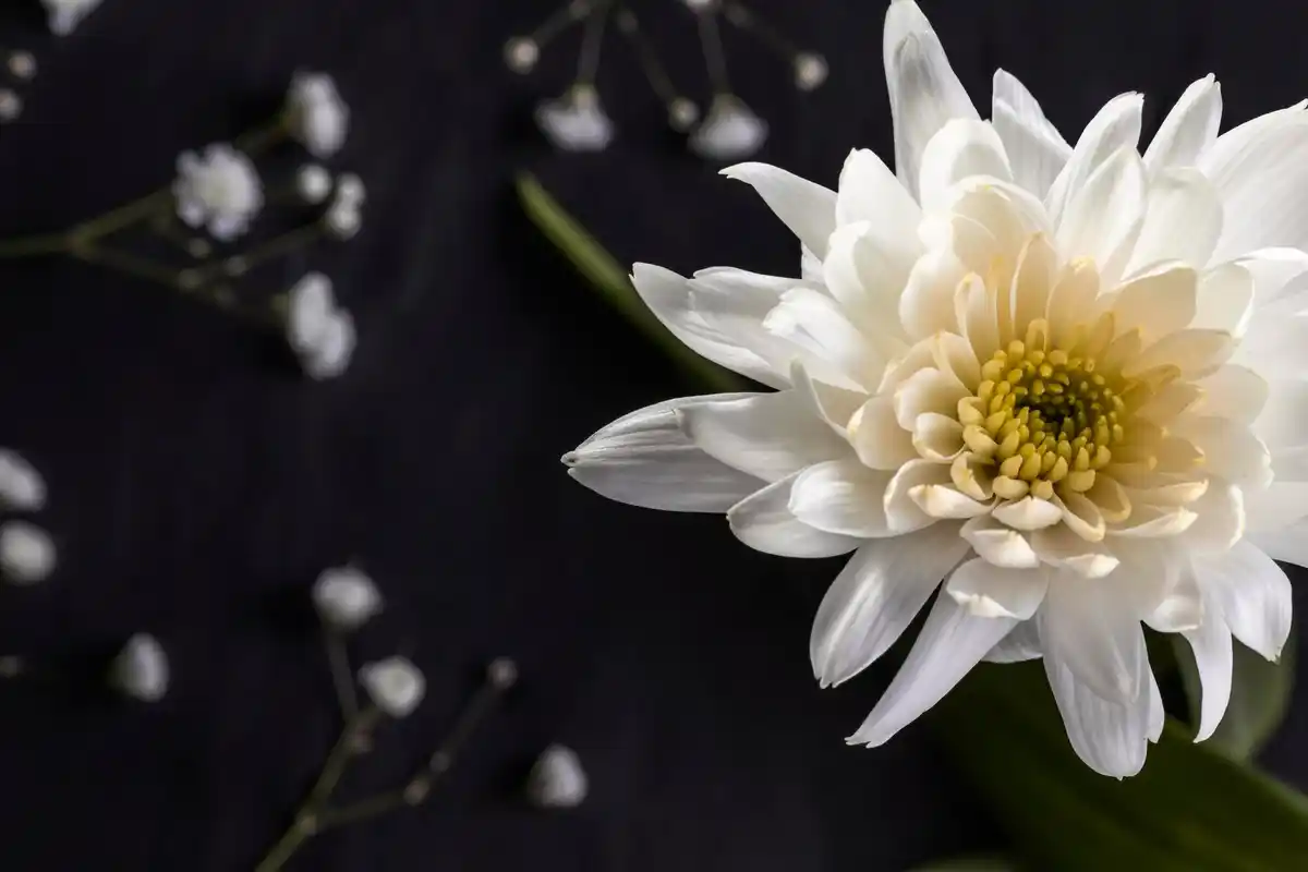 Asian white flowers symbolism funeral