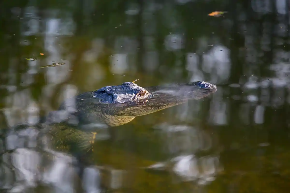 mirror test animal dolphin elephant chimpanzee reflection