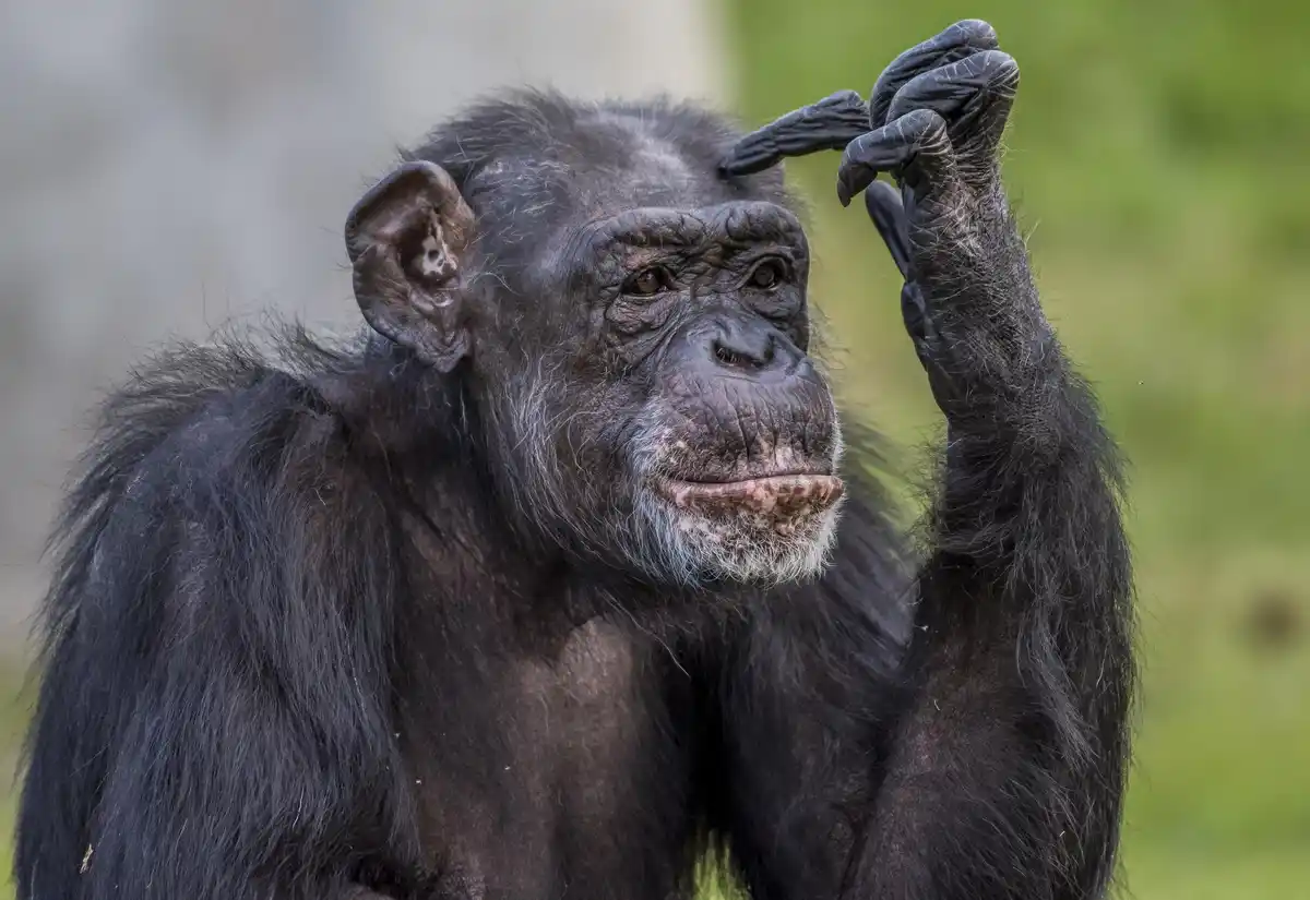 self awareness test animals mirror chimpanzee elephant dolphin