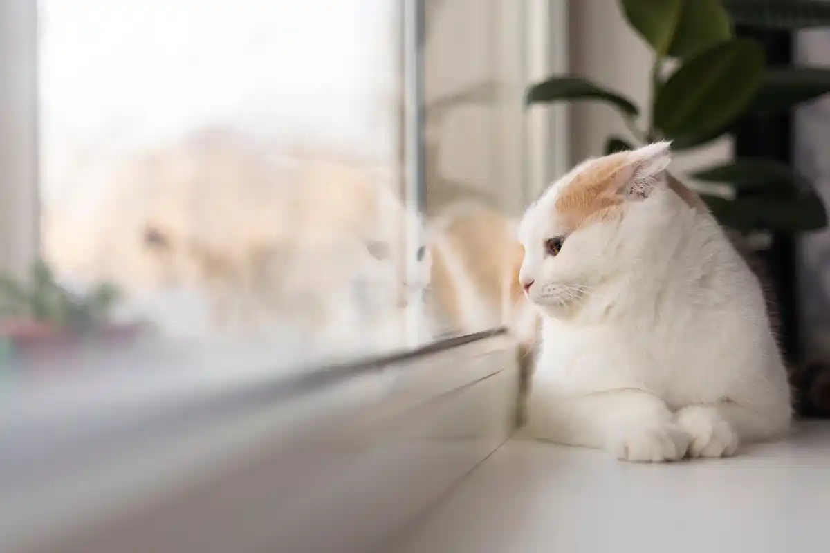 cat dog mirror funny animals reflection fail