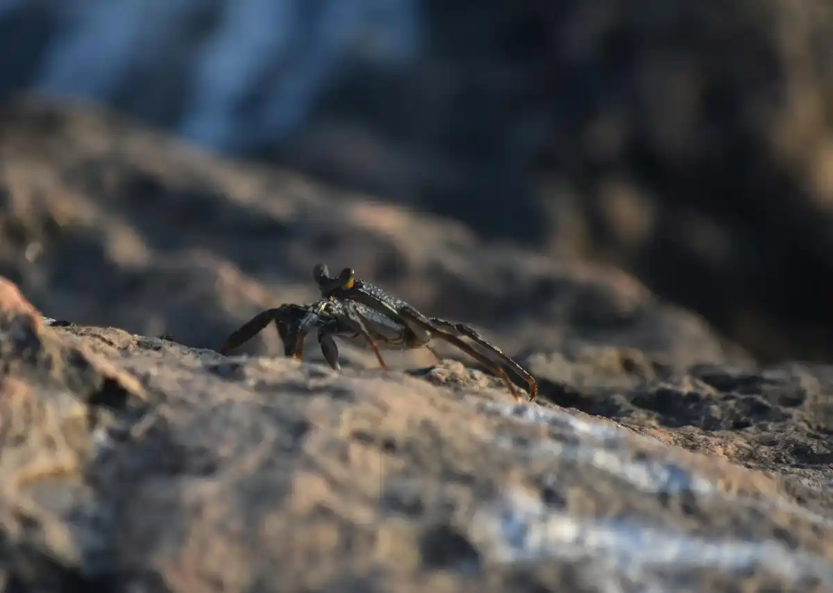 crab walking sideways beach netherlands macro