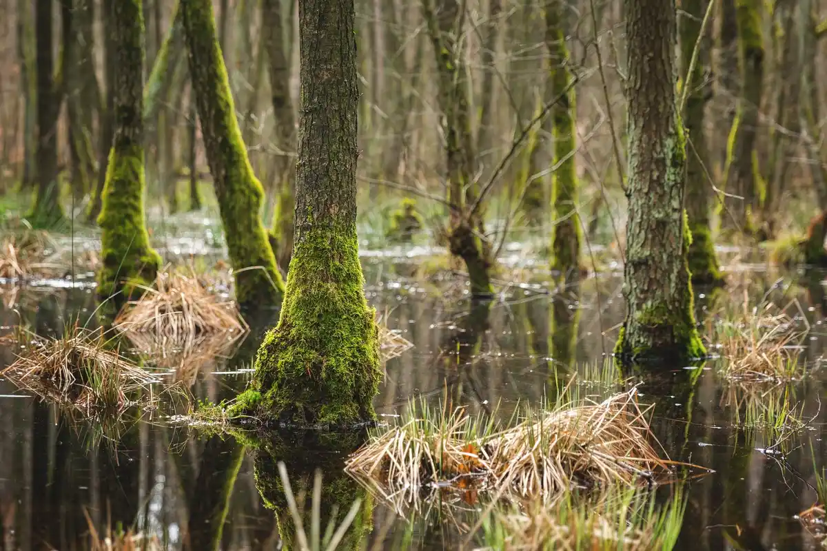 Dutch forest underground fungal network communication